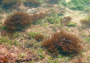 algae