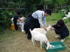 セラピーヤギと戯れる