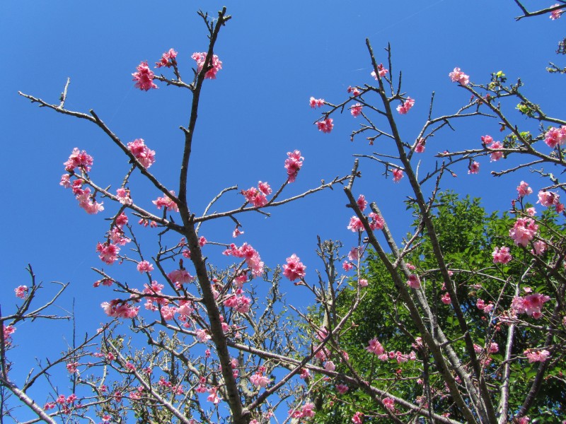 桜が咲いていました。