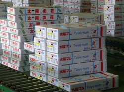 沖縄県花卉園芸農業協同組合 「太陽の花」の出荷施設