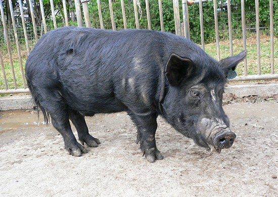 動物機能学コース