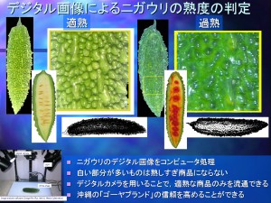 デジタル画像によるニガウリの熟度の判定