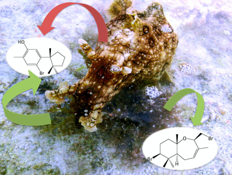 生物活性物質学研究室