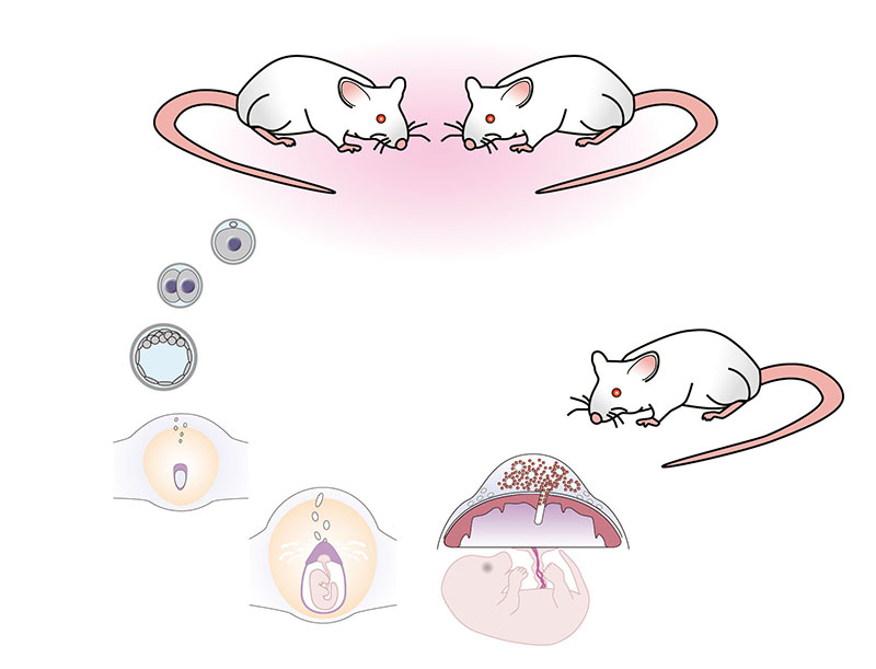 動物機能形態学研究室