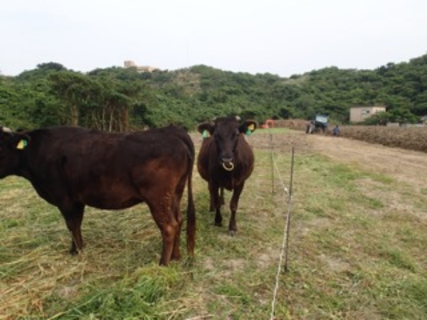 動物共生学研究室