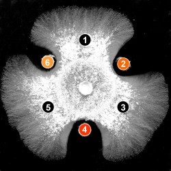 発酵・生命科学コース