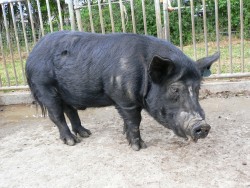 動物機能学コース