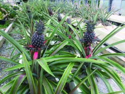 植物開発学コース