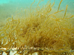 生物機能開発学コース