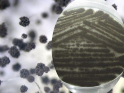 発酵・生命科学コース