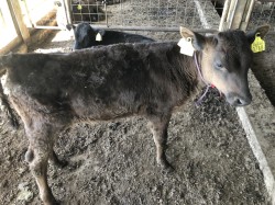 動物機能学コース