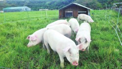 循環畜産学コース