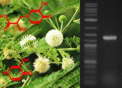 生物機能開発学コース
