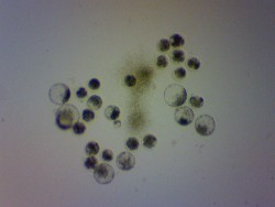 動物機能学コース