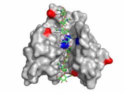 発酵・生命科学コース